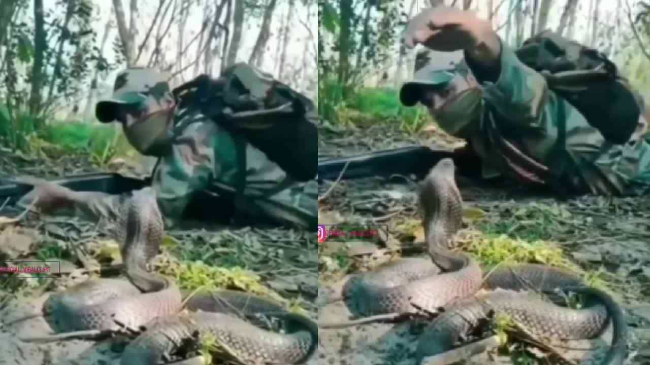 Viral Video: ಶತ್ರು ಸಂಹಾರಕ್ಕೆ ತಯಾರಿಯಲ್ಲಿದ್ದ ಯೋಧನಿಗೆ ಎದುರಾದ ನಾಗರಹಾವು; ಯೋಧ ಮಾಡಿದ್ದೇನು ಗೊತ್ತಾ? Viral Video: ಶತ್ರು ಸಂಹಾರಕ್ಕೆ ತಯಾರಿಯಲ್ಲಿದ್ದ ಯೋಧನಿಗೆ ಎದುರಾದ ನಾಗರಹಾವು; ಯೋಧ ಮಾಡಿದ್ದೇನು ಗೊತ್ತಾ?