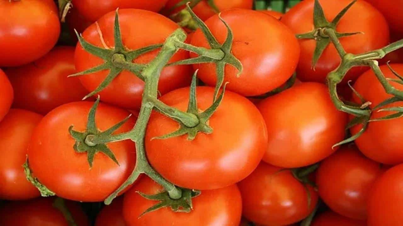 Tomato: ಟೊಮೆಟೋಗಳನ್ನು ಫ್ರಿಜ್ನಲ್ಲಿಡದೆ ದೀರ್ಘಕಾಲದವರೆಗೆ ತಾಜಾವಾಗಿರಿಸುವುದು ಹೇಗೆ? Tomato: ಟೊಮೆಟೋಗಳನ್ನು ಫ್ರಿಜ್ನಲ್ಲಿಡದೆ ದೀರ್ಘಕಾಲದವರೆಗೆ ತಾಜಾವಾಗಿರಿಸುವುದು ಹೇಗೆ?