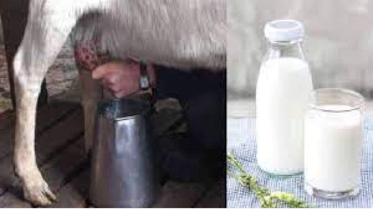 Goat Milk: ಮೇಕೆ ಹಾಲನ್ನು ನೀವೇಕೆ ಕುಡಿಯಬೇಕು? ಕಾರಣ ಇಲ್ಲಿದೆ