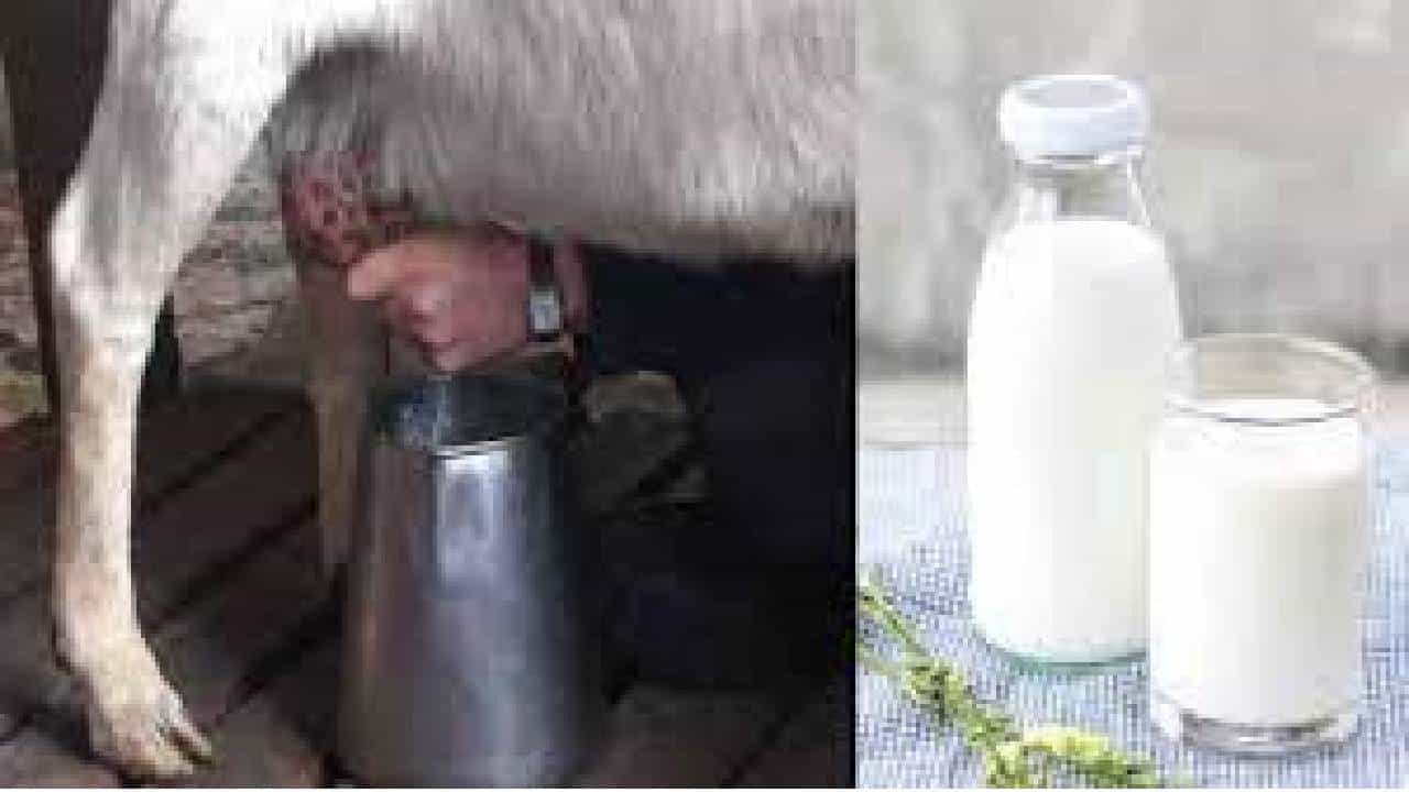 Goat Milk: ಮೇಕೆ ಹಾಲನ್ನು ನೀವೇಕೆ ಕುಡಿಯಬೇಕು? ಕಾರಣ ಇಲ್ಲಿದೆ Goat Milk: ಮೇಕೆ ಹಾಲನ್ನು ನೀವೇಕೆ ಕುಡಿಯಬೇಕು? ಕಾರಣ ಇಲ್ಲಿದೆ