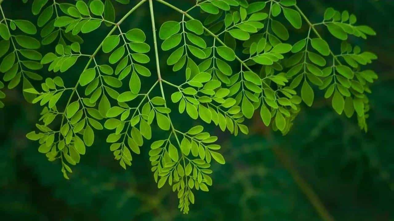Moringa Leaves Benefits: ನುಗ್ಗೆ ಸೊಪ್ಪಿನಿಂದ ಏನೆಲ್ಲಾ ಆರೋಗ್ಯ ಪ್ರಯೋಜನಗಳಿವೆ ಗೊತ್ತೇ? Moringa Leaves Benefits: ನುಗ್ಗೆ ಸೊಪ್ಪಿನಿಂದ ಏನೆಲ್ಲಾ ಆರೋಗ್ಯ ಪ್ರಯೋಜನಗಳಿವೆ ಗೊತ್ತೇ?