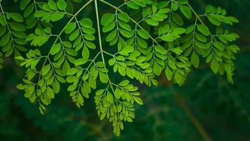 Moringa Leaves Benefits: ನುಗ್ಗೆ ಸೊಪ್ಪಿನಿಂದ ಏನೆಲ್ಲಾ ಆರೋಗ್ಯ ಪ್ರಯೋಜನಗಳಿವೆ ಗೊತ್ತೇ?