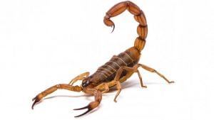Scorpion Venom : ಚೇಳಿನ ವಿಷಕ್ಕೆ ಭಾರಿ ಬೇಡಿಕೆ, 1 ಲೀಟರ್​ಗೆ ಬರೋಬ್ಬರಿ 80 ಕೋಟಿ ರೂ. 