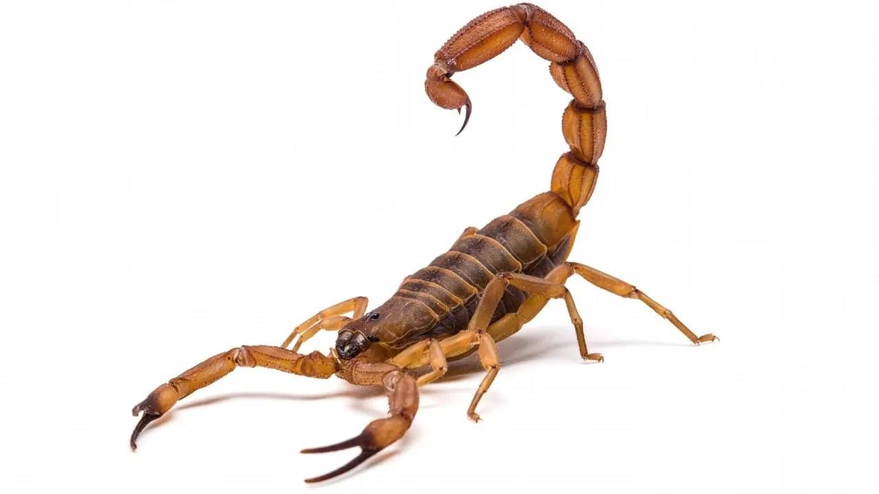 Scorpion Venom : ಚೇಳಿನ ವಿಷಕ್ಕೆ ಭಾರಿ ಬೇಡಿಕೆ, 1 ಲೀಟರ್​ಗೆ ಬರೋಬ್ಬರಿ 80 ಕೋಟಿ ರೂ.