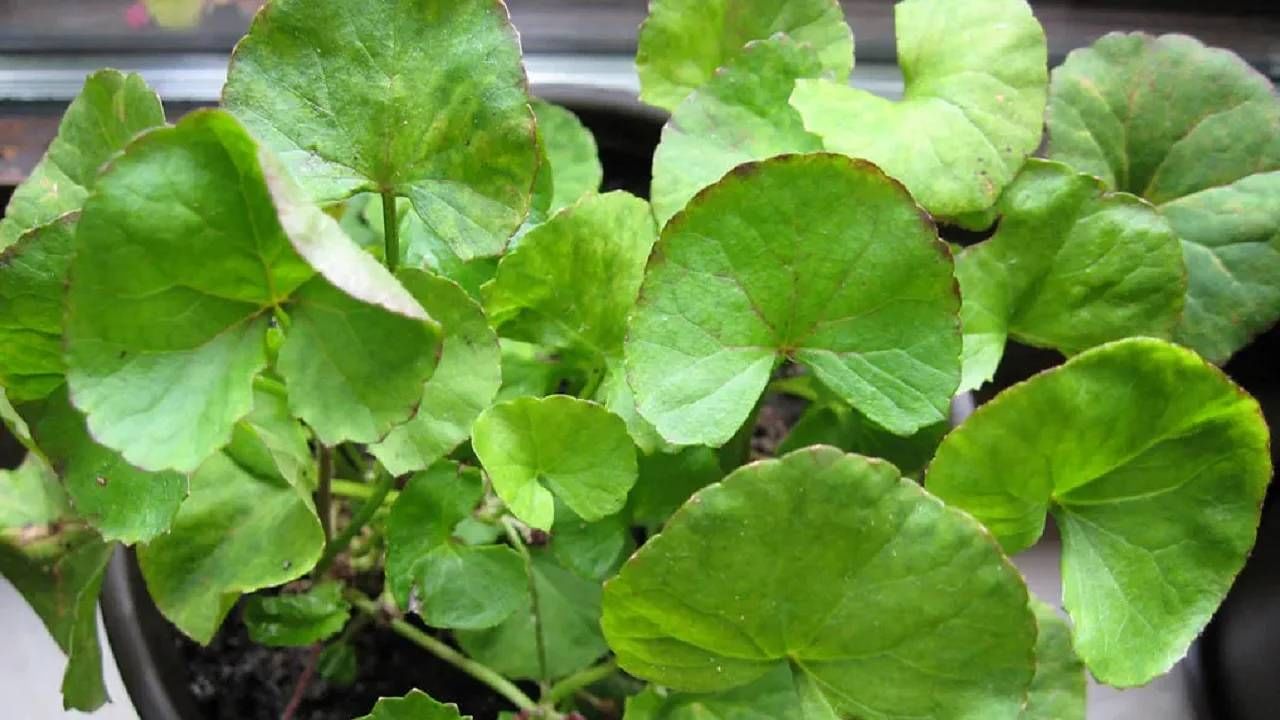 Centella Asiatica: ಒಂದೆಲಗ ಅಥವಾ ಬ್ರಾಹ್ಮಿಯ ವಿಶೇಷ ಗುಣಗಳೇನು? ಯಾವ್ಯಾವ ಆರೋಗ್ಯ ಸಮಸ್ಯೆಗಳನ್ನು ನಿವಾರಿಸುತ್ತೆ?