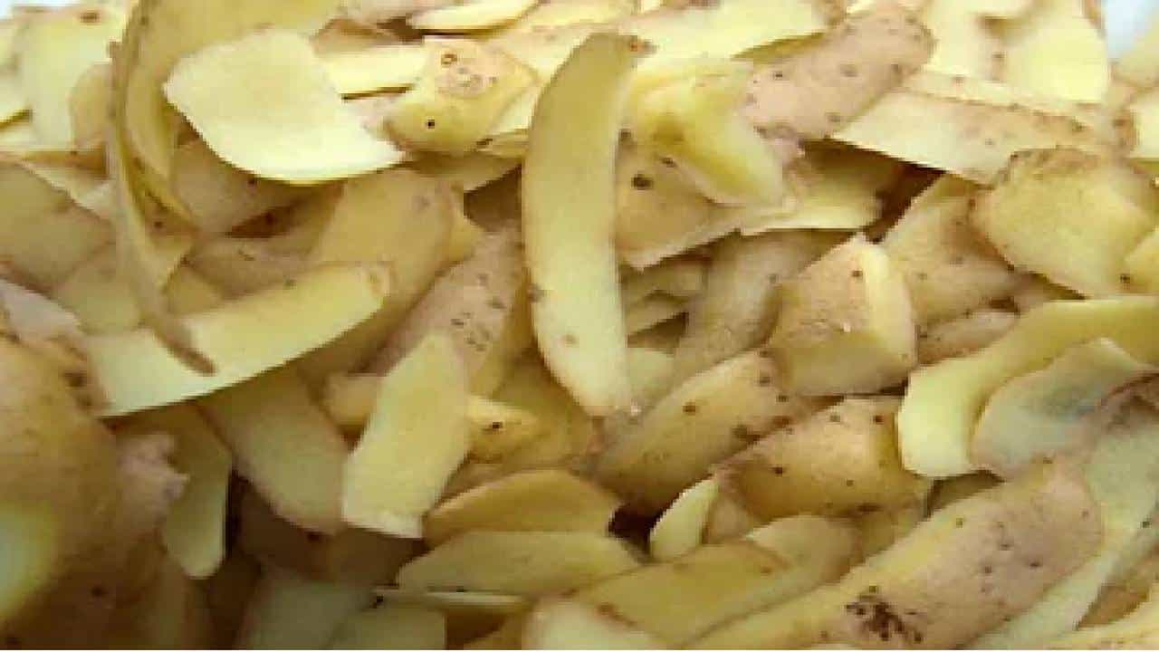 Potato Peels: ಆಲೂಗಡ್ಡೆ ಸಿಪ್ಪೆಯನ್ನು ಎಸೆಯುತ್ತಿದ್ದೀರಾ? ಆದರೆ ಅದರ ಪ್ರಯೋಜನಗಳು ಸಾಕಷ್ಟಿವೆ ತಿಳಿಯಿರಿ Potato Peels: ಆಲೂಗಡ್ಡೆ ಸಿಪ್ಪೆಯನ್ನು ಎಸೆಯುತ್ತಿದ್ದೀರಾ? ಆದರೆ ಅದರ ಪ್ರಯೋಜನಗಳು ಸಾಕಷ್ಟಿವೆ ತಿಳಿಯಿರಿ
