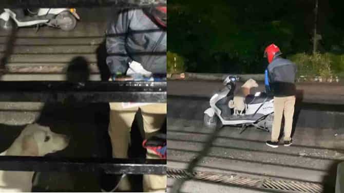 Viral Video: ಗ್ರಾಹಕರ ಬಳಿ ಹೋಗಿ ಪಿಜ್ಜಾ ವಿತರಣೆ ಮಾಡುತ್ತಿರುವ ನಾಯಿ