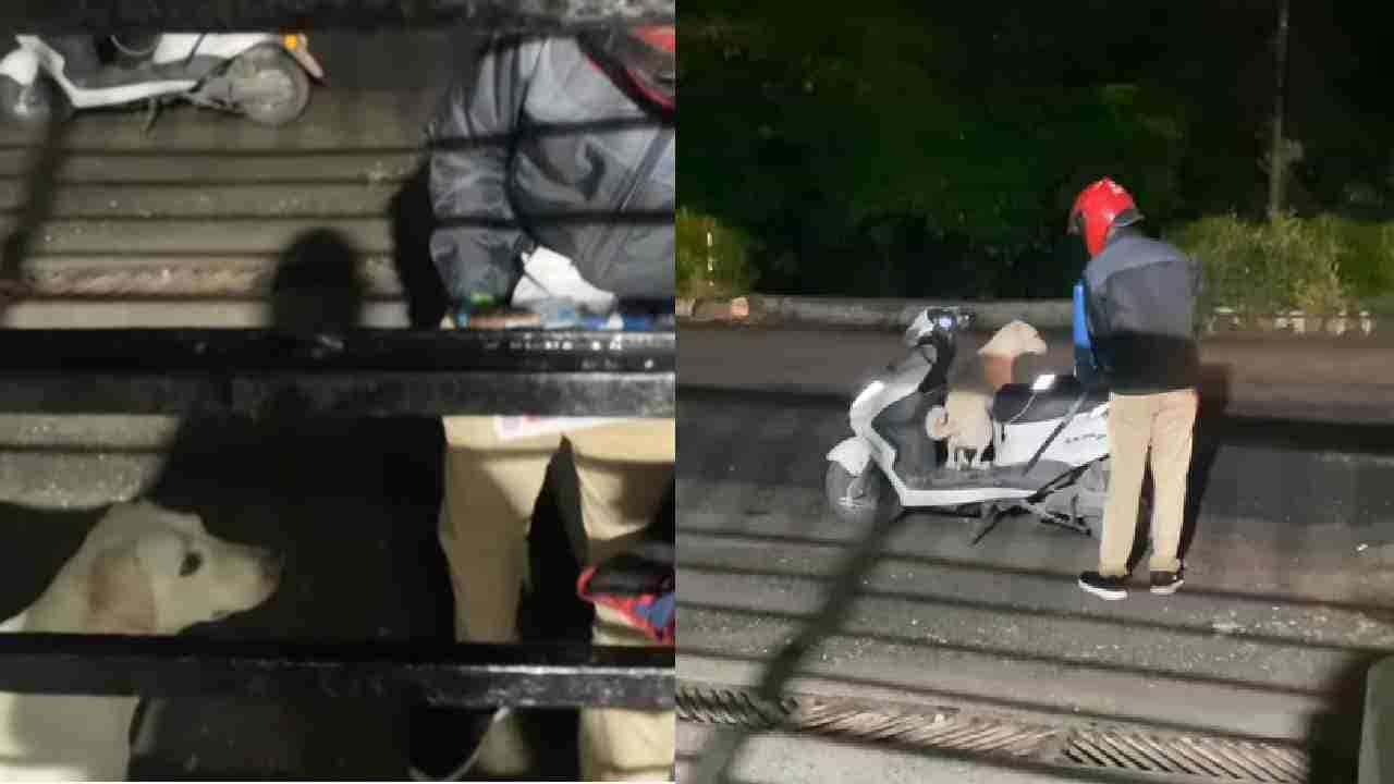 Viral Video: ಗ್ರಾಹಕರ ಬಳಿ ಹೋಗಿ ಪಿಜ್ಜಾ ವಿತರಣೆ ಮಾಡುತ್ತಿರುವ ನಾಯಿ Viral Video: ಗ್ರಾಹಕರ ಬಳಿ ಹೋಗಿ ಪಿಜ್ಜಾ ವಿತರಣೆ ಮಾಡುತ್ತಿರುವ ನಾಯಿ