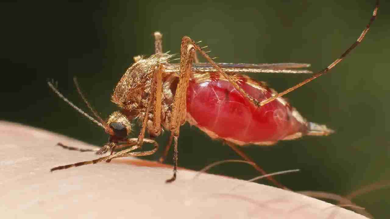 Malaria: ನಿಮ್ಮ ಅಡುಗೆ ಮನೆಯಲ್ಲೇ ಇದೆ ಮಲೇರಿಯಾ ಗುಣಪಡಿಸುವ ಔಷಧಿಗಳು