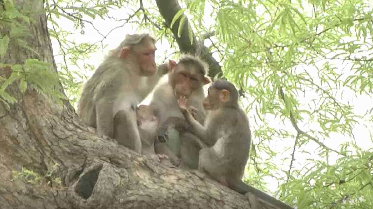ಅಡುಗೆ ಮನೆಯೇ ಇವುಗಳ ಟಾರ್ಗೆಟ್! ಕೋತಿಗಳ ಹಾವಳಿಗೆ ಬೇಸತ್ತು ಊರು ಬಿಡಲು ಮುಂದಾದ ಗ್ರಾಮಸ್ಥರು ಅಡುಗೆ ಮನೆಯೇ ಇವುಗಳ ಟಾರ್ಗೆಟ್! ಕೋತಿಗಳ ಹಾವಳಿಗೆ ಬೇಸತ್ತು ಊರು ಬಿಡಲು ಮುಂದಾದ ಗ್ರಾಮಸ್ಥರು