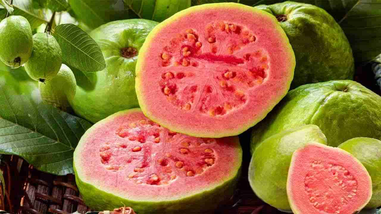 Red Guava: ಕೆಂಪು ಪೇರಲೆ ಹಣ್ಣು ಸೇವನೆಯಿಂದಾಗುವ ಆರೋಗ್ಯ ಪ್ರಯೋಜನಗಳನ್ನು ತಿಳಿಯಿರಿ