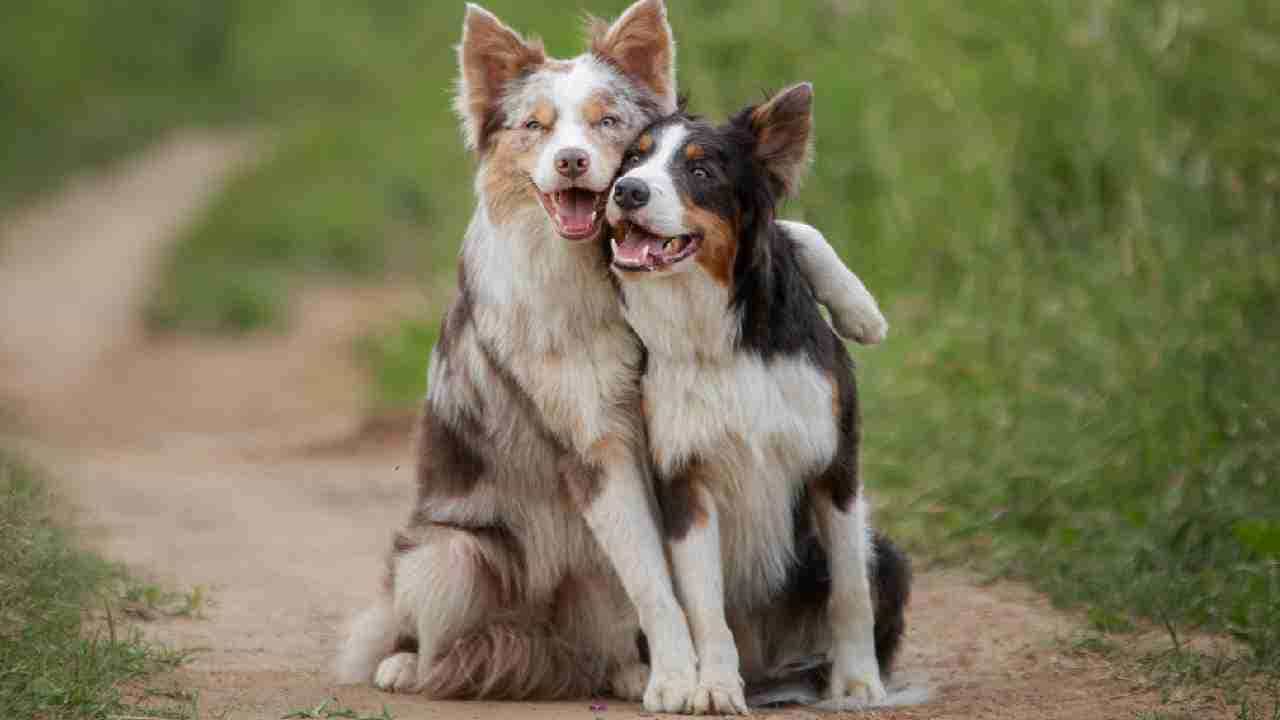 National Dog Day 2022: ಇಂದು ರಾಷ್ಟ್ರೀಯ ಶ್ವಾನ ದಿನ; ಇದು ಹೇಗೆ ಆಚರಣೆಗೆ ಬಂತು? ಇಲ್ಲಿದೆ ಇತಿಹಾಸ National Dog Day 2022: ಇಂದು ರಾಷ್ಟ್ರೀಯ ಶ್ವಾನ ದಿನ; ಇದು ಹೇಗೆ ಆಚರಣೆಗೆ ಬಂತು? ಇಲ್ಲಿದೆ ಇತಿಹಾಸ