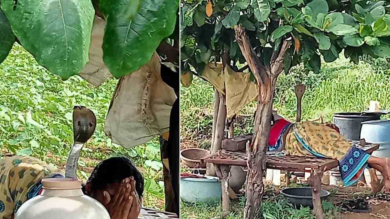 Viral Video: ಮಲಗಿದ್ದ ಮಹಿಳೆ ಮೇಲೆ ಹೆಡೆಬಿಚ್ಚಿ ನಿಂತ ನಾಗರಹಾವು, ಕಾಪಾಡು ಶ್ರೀಶೈಲ ಮಲ್ಲಯ್ಯ ಅಂತಾ ಪ್ರಾರ್ಥಿಸಿದ ಮಹಿಳೆ Viral Video: ಮಲಗಿದ್ದ ಮಹಿಳೆ ಮೇಲೆ ಹೆಡೆಬಿಚ್ಚಿ ನಿಂತ ನಾಗರಹಾವು, ಕಾಪಾಡು ಶ್ರೀಶೈಲ ಮಲ್ಲಯ್ಯ ಅಂತಾ ಪ್ರಾರ್ಥಿಸಿದ ಮಹಿಳೆ