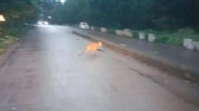 Leopard: 24ನೇ ದಿನಕ್ಕೆ ಕಾಲಿಟ್ಟ ಚಿರತೆ ಸೆರೆ ಕಾರ್ಯಾಚರಣೆ: ದೂರವಾಗದ ಬೆಳಗಾವಿ ಜನರ ಆತಂಕ Leopard: 24ನೇ ದಿನಕ್ಕೆ ಕಾಲಿಟ್ಟ ಚಿರತೆ ಸೆರೆ ಕಾರ್ಯಾಚರಣೆ: ದೂರವಾಗದ ಬೆಳಗಾವಿ ಜನರ ಆತಂಕ