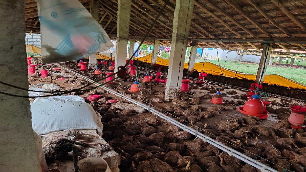 ತುಮಕೂರಲ್ಲಿ ನಿರಂತರ ಮಳೆ; 80 ಲಕ್ಷ ಮೌಲ್ಯದ ಕೋಳಿಗಳು ಸಾವು ತುಮಕೂರಲ್ಲಿ ನಿರಂತರ ಮಳೆ; 80 ಲಕ್ಷ ಮೌಲ್ಯದ ಕೋಳಿಗಳು ಸಾವು