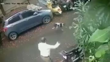 Instant Karma: ಪಾಪ ಅದರ ಪಾಡಿಗೆ ಹೋಗುತ್ತಿದ್ದ ನಾಯಿಗೆ ಕಲ್ಲು ಒಗೆದ ಅವಯ್ಯ, ಆಮೇಲೇನಾಯ್ತು ಅಂದ್ರೆ.. ಅಲ್ಲೇ ಡ್ರಾ ಅಲ್ಲೇ ಬಹುಮಾನ!
