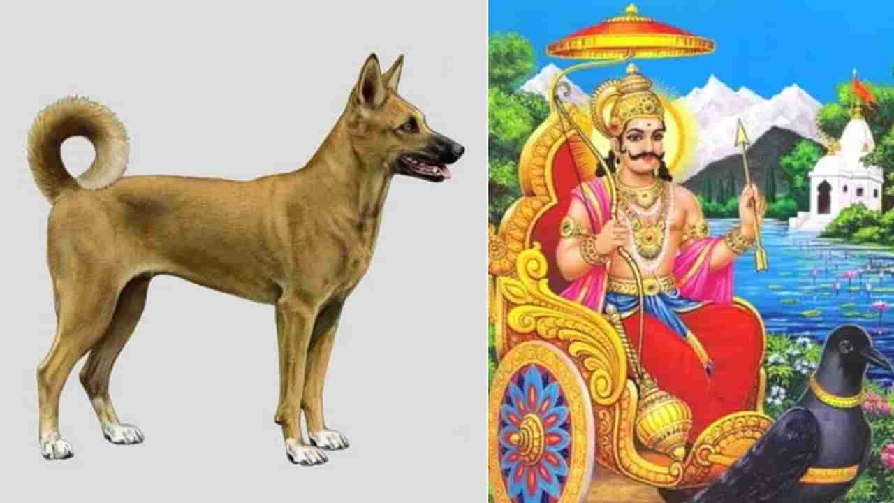 Dog -Pet animal: ನಾಯಿಗೆ ಯಾರು ಆಹಾರ ಹಾಕುತ್ತಾರೋ ಅಂತಹವರ ಬಳಿಗೆ ಶನಿಮಹಾತ್ಮ ಸುಳಿಯುವುದಿಲ್ಲ! ಏನೀ ಶ್ವಾನ ಮಹಾತ್ಮೆ?