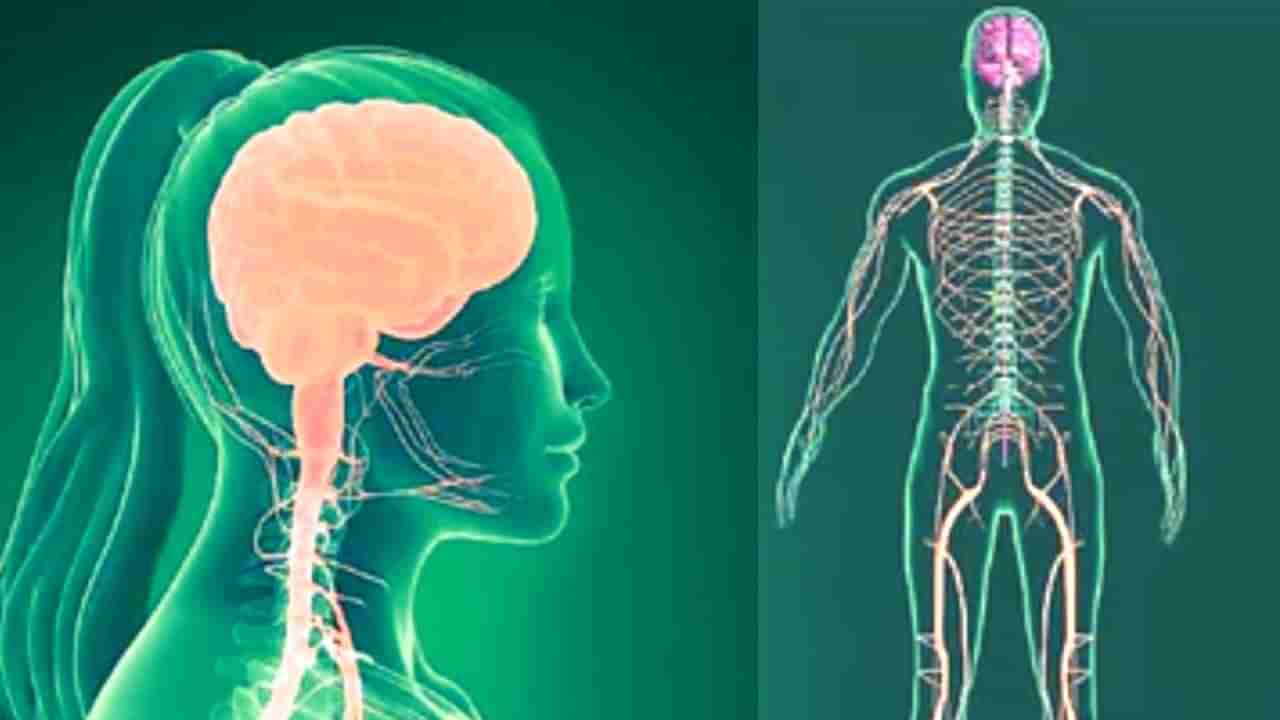 Nervous System: ನರ ದೌರ್ಬಲ್ಯ ಇರುವವರು ಖಂಡಿತ ಡ್ರೈ ಫ್ರೂಟ್ಸ್ ತಿನ್ನಬೇಕು, ಆ ಪವಾಡ ನಡೆಯುತ್ತೆ!