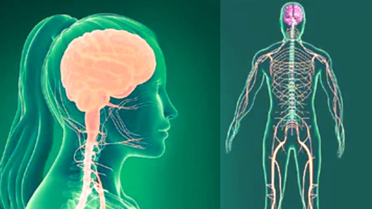 Nervous System: ನರ ದೌರ್ಬಲ್ಯ ಇರುವವರು ಖಂಡಿತ ಡ್ರೈ ಫ್ರೂಟ್ಸ್ ತಿನ್ನಬೇಕು, ಆ ಪವಾಡ ನಡೆಯುತ್ತೆ!