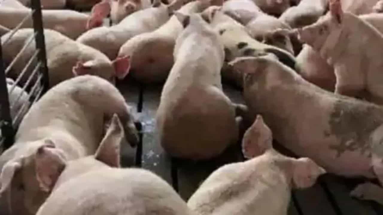 African Swine Fever: ಕೇರಳದ ಕಣ್ಣೂರು ಮತ್ತು ವಯನಾಡು ಜಿಲ್ಲೆಗಳಲ್ಲಿ ಮತ್ತೆ ಹಂದಿ ಜ್ವರ ಪತ್ತೆ African Swine Fever: ಕೇರಳದ ಕಣ್ಣೂರು ಮತ್ತು ವಯನಾಡು ಜಿಲ್ಲೆಗಳಲ್ಲಿ ಮತ್ತೆ ಹಂದಿ ಜ್ವರ ಪತ್ತೆ