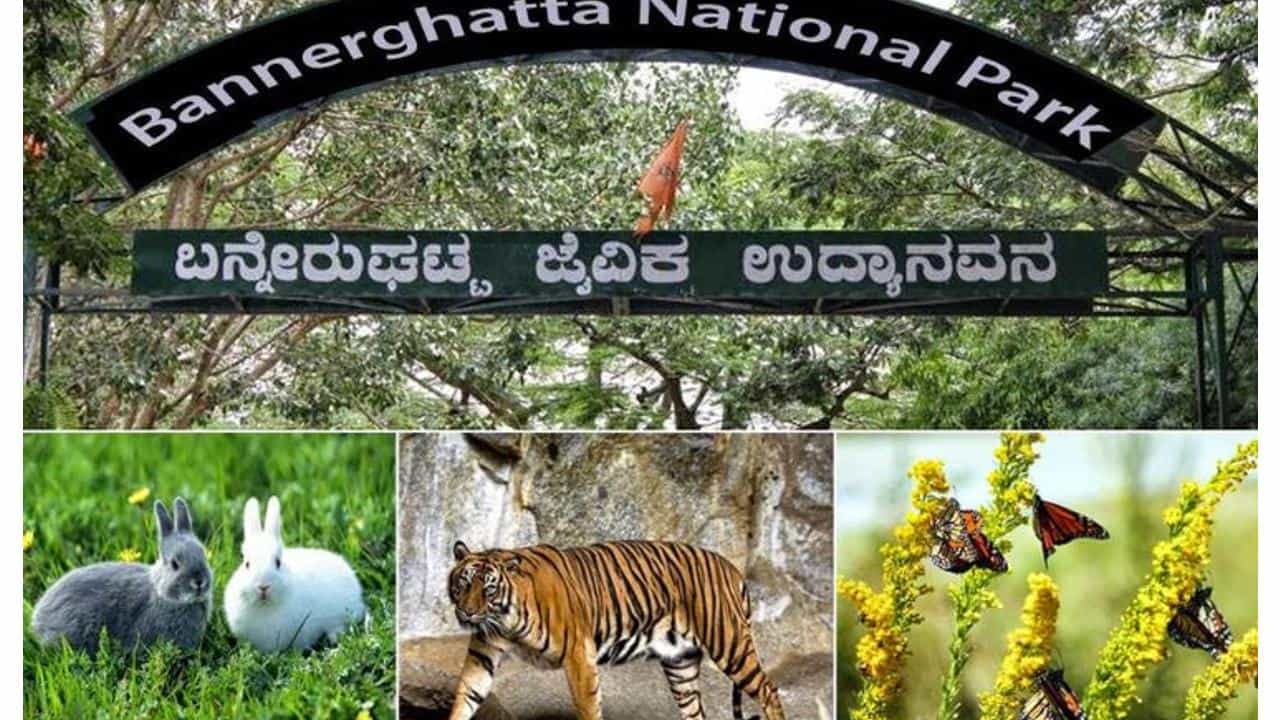 ಬನ್ನೇರುಘಟ್ಟ ಉದ್ಯಾನದಲ್ಲಿ ಕ್ಯಾನ್ಸರ್ ಇನ್ಫೆಕ್ಷನ್ನಿಂದ ಹುಲಿ ಸಾವು, ಹುಲಿಗಳ ಸಂಖ್ಯೆ 15ಕ್ಕೆ ಕುಸಿತ ಬನ್ನೇರುಘಟ್ಟ ಉದ್ಯಾನದಲ್ಲಿ ಕ್ಯಾನ್ಸರ್ ಇನ್ಫೆಕ್ಷನ್ನಿಂದ ಹುಲಿ ಸಾವು, ಹುಲಿಗಳ ಸಂಖ್ಯೆ 15ಕ್ಕೆ ಕುಸಿತ