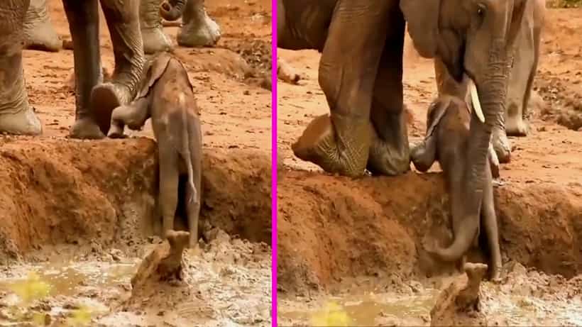 ಆನೆಗಳಿಗೆ ಮಾತು ಬರಲ್ಲ ಅಷ್ಟೇ! ಆದ್ರೆ ಮನುಷ್ಯರಿಗಿಂತ ಹೆಚ್ಚು ಅಂತಃಕರಣ ಹೊಂದಿವೆ, ಈ ವಿಡಿಯೋ ಪುರಾವೆ ನೋಡಿ