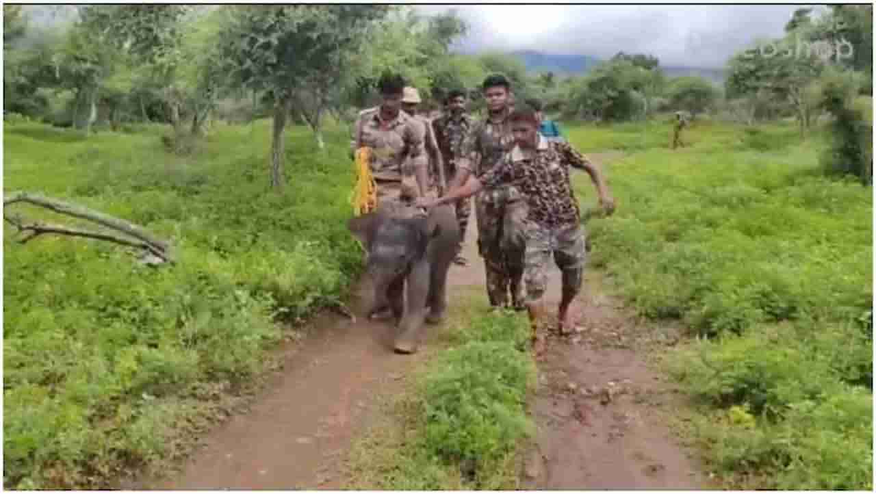 Trending : ಅಂತೂ ಈ ಆನೆಮರಿ ಬಚಾವ್!