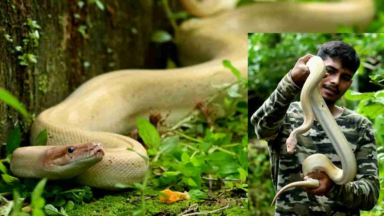 White Cobra: ಕಡಲತೀರದ ಕಾರವಾರದಲ್ಲಿ ಮತ್ತೊಂದು ನಿಸರ್ಗದತ್ತ ವಿಸ್ಮಯ; ಬಿಳಿ ಹೆಬ್ಬಾವು ಪ್ರತ್ಯಕ್ಷ!