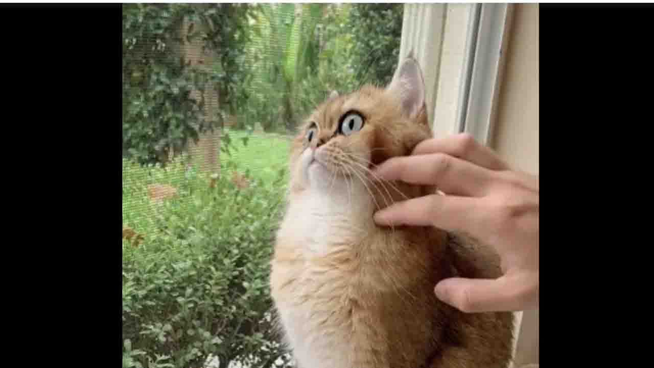 Viral Video ಬೆಕ್ಕಿನ ವೇಷ ಧರಿಸಿರುವ ಗೂಬೆ!? Kannada News Cats