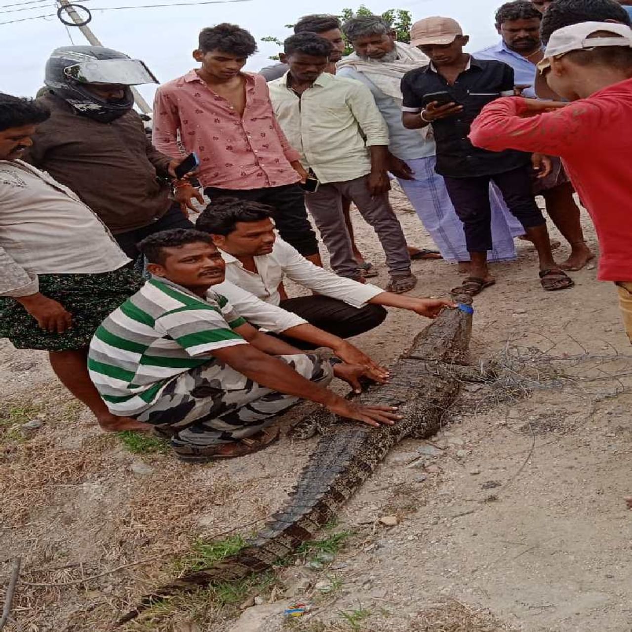 ಇತ್ತೀಚೆಗೆ ಸುರಿದ ಧಾರಕಾರ ಮಳೆ‌ ಹಾಗೂ ತುಂಗಭದ್ರಾ ಜಲಾಶಯದಿಂದ‌ ನದಿಗೆ ನೀರು ಹರಿಬಿಟ್ಟ ಪರಿಣಾಮ ಮೊಸಳಗಳ ಹಾವಳಿ ಹೆಚ್ಚಾಗಿದೆ. ಬಳ್ಳಾರಿ ಜಿಲ್ಲೆಯ ಸಿರಗುಪ್ಪ ತಾಲೂಕಿನ ನದಿ ಪಾತ್ರದ ಗ್ರಾಮಗಳಲ್ಲಿ ಮೊಸಳಗಳ ಕಾಟ ಹೆಚ್ಚಾಗಿದ್ದು. ರೈತರು ಗ್ರಾಮಸ್ಥರು ಭಯಭೀತರಾಗಿದ್ದಾರೆ. 