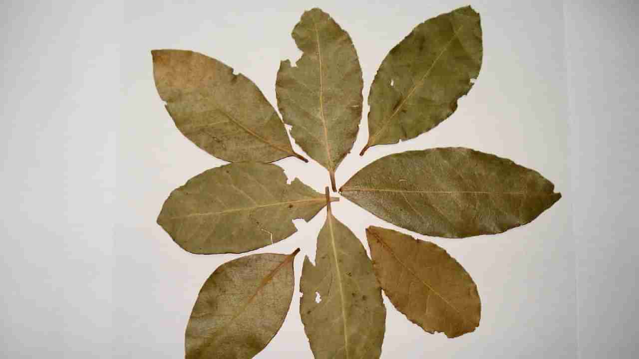 Bay Leaves Benefits: ಅಡುಗೆಗೆ ಬಳಸುವ ಬೇ ಎಲೆ ಆರೋಗ್ಯಕ್ಕೆ ಎಷ್ಟು ಒಳ್ಳೆಯದು ಗೊತ್ತಾ? ಇಲ್ಲಿದೆ ಮಾಹಿತಿ