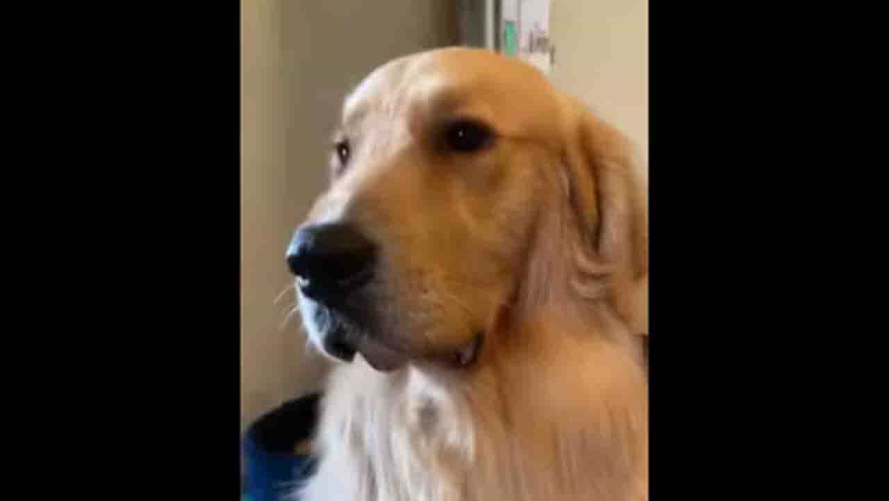 Viral Video: ‘ಪ್ರಾಮೀಸ್ ಅಮ್ಮಾ, ವಾಕಿಂಗ್ ಹೋದಾಗ ಇನ್ನು ಹೀಗೆಲ್ಲ ಮಾಡಲ್ಲ’ Viral Video: ‘ಪ್ರಾಮೀಸ್ ಅಮ್ಮಾ, ವಾಕಿಂಗ್ ಹೋದಾಗ ಇನ್ನು ಹೀಗೆಲ್ಲ ಮಾಡಲ್ಲ’