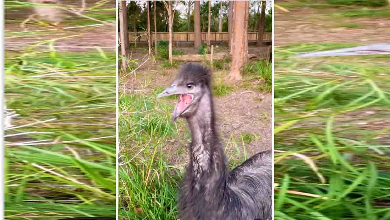 Viral Video: ಎಮು ಆಕಳಿಸುವುದನ್ನು ನೋಡಿದ್ದೀರಾ? Viral Video: ಎಮು ಆಕಳಿಸುವುದನ್ನು ನೋಡಿದ್ದೀರಾ?