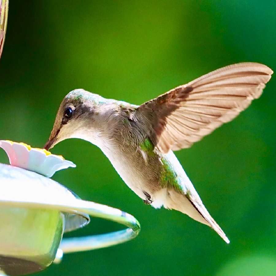 Hummingbird Bird Kannada Meaning