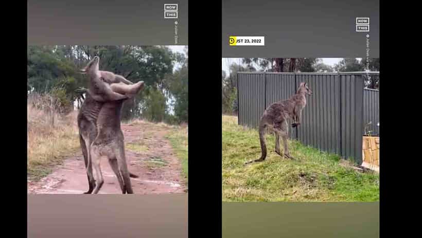 Viral Video: ಕಾಂಗರೂ ಕಾಳಗ! ನಗಬೇಕೋ ಅಳಬೇಕೋ ನೀವೇ ಹೇಳಿ