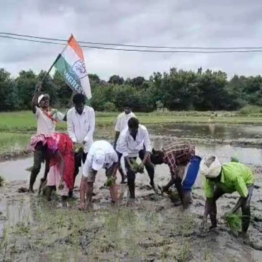 ಕೋಲಾರ ಜಿಲ್ಲೆಯ ಮಾಲೂರು ತಾಲೂಕಿನ ನೂಟುವೆ ಬಳಿ ಶಾಸಕ ನಂಜೇಗೌಡ ಭತ್ತದ ಪೈರು ನಾಟಿ ಮಾಡಿದ್ರು.