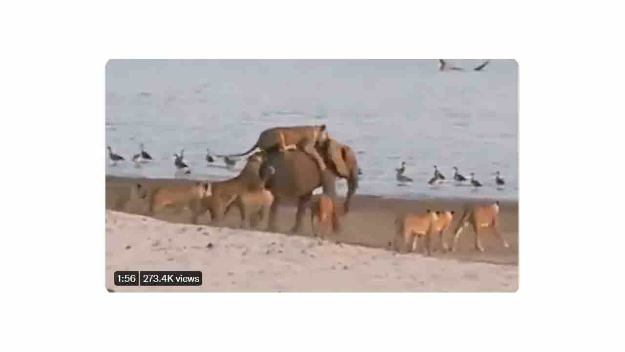 Viral Video: ಇನ್ನುಮುಂದೆ ಕಾಡಿನ ರಾಜ ಆನೆ!? Viral Video: ಇನ್ನುಮುಂದೆ ಕಾಡಿನ ರಾಜ ಆನೆ!?