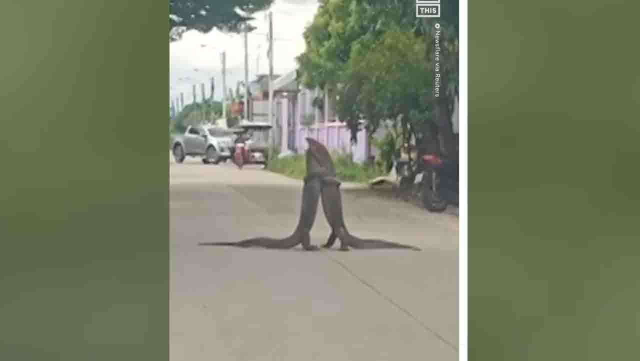 Viral Video: ಇವರಿಬ್ಬರಿಂದಾಗಿ 30 ನಿಮಿಷ ಈ ರಸ್ತೆ ಸಂಚಾರ ಬಂದ್! Viral Video: ಇವರಿಬ್ಬರಿಂದಾಗಿ 30 ನಿಮಿಷ ಈ ರಸ್ತೆ ಸಂಚಾರ ಬಂದ್!
