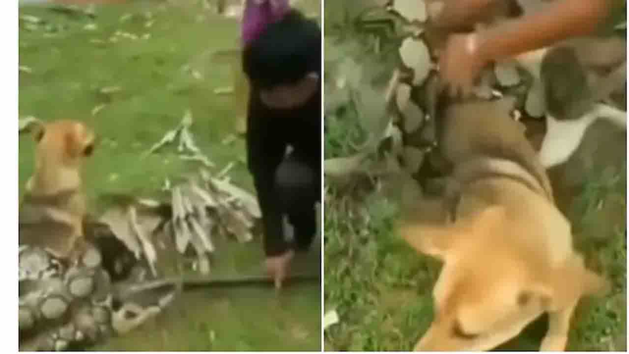 Viral Video: ಪ್ರೀತಿಯ ನಾಯಿಗಾಗಿ ಹೆಬ್ಬಾವಿನೊಂದಿಗೆ ಸೆಣಸಾಡುತ್ತಿರುವ ಈ ಹುಡುಗರು Viral Video: ಪ್ರೀತಿಯ ನಾಯಿಗಾಗಿ ಹೆಬ್ಬಾವಿನೊಂದಿಗೆ ಸೆಣಸಾಡುತ್ತಿರುವ ಈ ಹುಡುಗರು