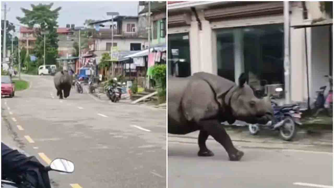 Viral Video: ಏನು ಹುಡುಕಿಕೊಂಡು ಇಲ್ಲಿಗೆ ಬಂದಿತೋ ಈ ಘೇಂಡಾಮೃಗ Viral Video: ಏನು ಹುಡುಕಿಕೊಂಡು ಇಲ್ಲಿಗೆ ಬಂದಿತೋ ಈ ಘೇಂಡಾಮೃಗ