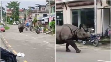 Viral Video: ಏನು ಹುಡುಕಿಕೊಂಡು ಇಲ್ಲಿಗೆ ಬಂದಿತೋ ಈ ಘೇಂಡಾಮೃಗ