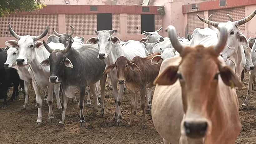 ಮಮತಾ ಅಧಿಪತ್ಯದ ತೃಣಮೂಲ ಕಾಂಗ್ರೆಸ್ ಪ್ರಭಾವಿ ಅನುಬ್ರತಾ ಮಂಡಲ್ ಕಟುಕ ಕೈಯಿಂದ ಪಶ್ಚಿಮ ಬಂಗಾಳದಲ್ಲಿ ಜಾನುವಾರು ಕಳ್ಳಸಾಗಣೆ ಹೇಗೆ ನಡೆಯುತ್ತದೆ ಗೊತ್ತಾ?