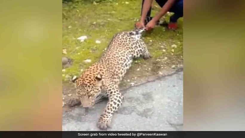 Viral Video: ‘ಪ್ರಾಣಿಗಳು ಯಾವಾಗಿನಿಂದ ಟೀಶರ್ಟ್ ತೊಡಲು ಪ್ರಾರಂಭಿಸಿವೆ?’ ನೆಟ್ಟಿಗರ ಆಕ್ರೋಶ
