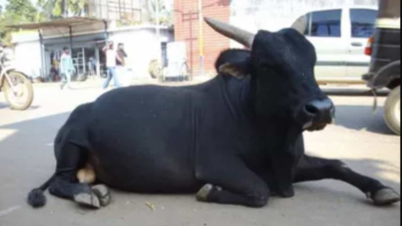Viral Video: ಅಬ್ಬಾ ಈ ಗೂಳಿ ದಾಳಿ ನೋಡಿಬಿಟ್ಟರೆ ಸ್ಟನ್ ಆಗುತ್ತೀರಿ! ಗುಂಡಿಗೆ ಗಟ್ಟಿ ಮಾಡ್ಕೊಂಡು ನೀವೂ ಒಮ್ಮೆ ಈ ವಿಡಿಯೋ ನೋಡಿಬಿಡಿ! Viral Video: ಅಬ್ಬಾ ಈ ಗೂಳಿ ದಾಳಿ ನೋಡಿಬಿಟ್ಟರೆ ಸ್ಟನ್ ಆಗುತ್ತೀರಿ! ಗುಂಡಿಗೆ ಗಟ್ಟಿ ಮಾಡ್ಕೊಂಡು ನೀವೂ ಒಮ್ಮೆ ಈ ವಿಡಿಯೋ ನೋಡಿಬಿಡಿ!