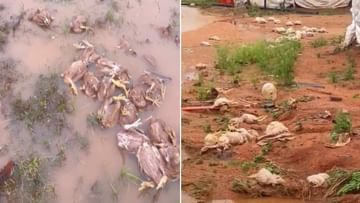 Rain: ರಾಜ್ಯದ ಹಲವು ಜಿಲ್ಲೆಗಳಲ್ಲಿ ಮಳೆ ಅವಾಂತರ: ಕೆರೆಕೋಡಿ ಬಿದ್ದು ಕೊಚ್ಚಿಹೋದ 15 ಸಾವಿರ ಕೋಳಿಗಳು, ಲಕ್ಷಾಂತರ ರೂಪಾಯಿ ನಷ್ಟ