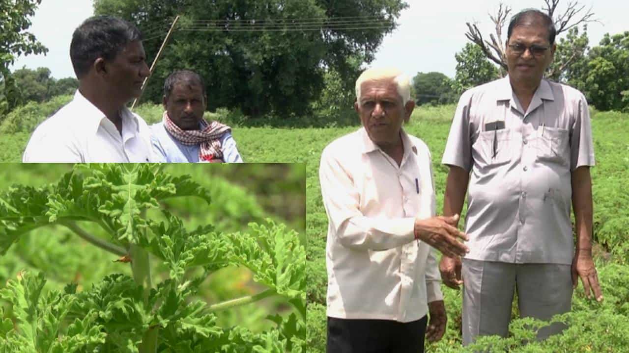 Geranium crop: ಜಿರೇನಿಯಂ ನಾಟಿ ಮಾಡಿದ ಮೂರು ತಿಂಗಳಲ್ಲಿಯೇ ಆದಾಯ ಶುರು, ಆದರೆ ನಾಟಿ ಮುನ್ನ ಅಧ್ಯಯನ ಅತಿಮುಖ್ಯ! Geranium crop: ಜಿರೇನಿಯಂ ನಾಟಿ ಮಾಡಿದ ಮೂರು ತಿಂಗಳಲ್ಲಿಯೇ ಆದಾಯ ಶುರು, ಆದರೆ ನಾಟಿ ಮುನ್ನ ಅಧ್ಯಯನ ಅತಿಮುಖ್ಯ!