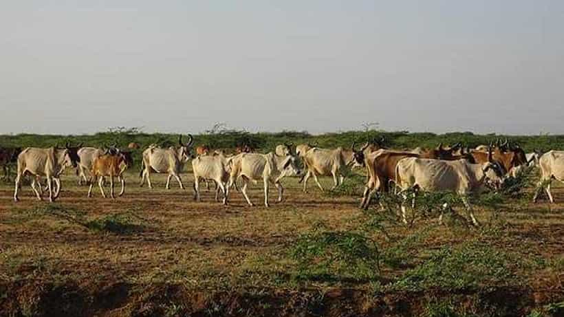 Lumpy Virus: ಮಹಾರಾಷ್ಟ್ರದಲ್ಲಿ ಹೆಚ್ಚಿದ ಲಂಪಿ ವೈರಸ್ ರೋಗ; 25 ಜಿಲ್ಲೆಗಳಲ್ಲಿ 126 ಹಸುಗಳು ಸಾವು