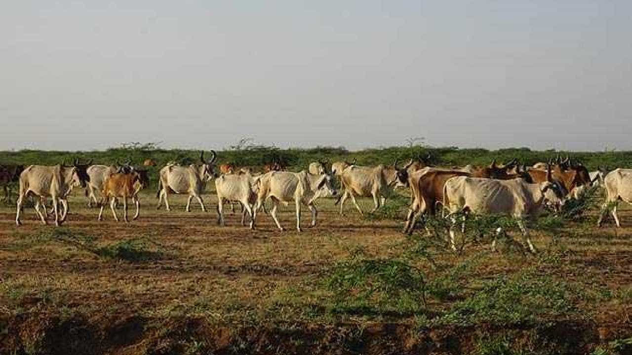 Lumpy Virus: ಮಹಾರಾಷ್ಟ್ರದಲ್ಲಿ ಹೆಚ್ಚಿದ ಲಂಪಿ ವೈರಸ್ ರೋಗ; 25 ಜಿಲ್ಲೆಗಳಲ್ಲಿ 126 ಹಸುಗಳು ಸಾವು Lumpy Virus: ಮಹಾರಾಷ್ಟ್ರದಲ್ಲಿ ಹೆಚ್ಚಿದ ಲಂಪಿ ವೈರಸ್ ರೋಗ; 25 ಜಿಲ್ಲೆಗಳಲ್ಲಿ 126 ಹಸುಗಳು ಸಾವು