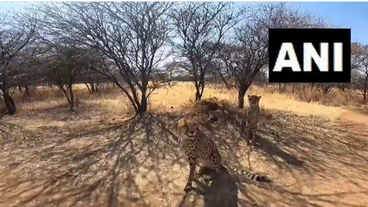 African Cheetahs ಪ್ರಧಾನಿ ಮೋದಿ ಜನ್ಮದಿನದಂದು ಭಾರತಕ್ಕೆ ತರಲಿರುವ ಆಫ್ರಿಕನ್ ಚಿರತೆಗಳ ಫಸ್ಟ್ ಲುಕ್; ವಿಡಿಯೊ ನೋಡಿ African Cheetahs ಪ್ರಧಾನಿ ಮೋದಿ ಜನ್ಮದಿನದಂದು ಭಾರತಕ್ಕೆ ತರಲಿರುವ ಆಫ್ರಿಕನ್ ಚಿರತೆಗಳ ಫಸ್ಟ್ ಲುಕ್; ವಿಡಿಯೊ ನೋಡಿ