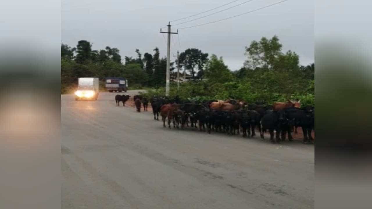 ವಿಲ್ಲುಪುರಂ-ಮಂಗಳೂರಿನ ರಾಷ್ಟ್ರೀಯ ಹೆದ್ದಾರಿಯಲ್ಲಿ ನಿತ್ಯ ಅಪಘಾತ: ಒಂದೇ ವಾರದಲ್ಲಿ 30ಕ್ಕೂ ಹೆಚ್ಚು ರಾಸುಗಳ ಸಾವು ವಿಲ್ಲುಪುರಂ-ಮಂಗಳೂರಿನ ರಾಷ್ಟ್ರೀಯ ಹೆದ್ದಾರಿಯಲ್ಲಿ ನಿತ್ಯ ಅಪಘಾತ: ಒಂದೇ ವಾರದಲ್ಲಿ 30ಕ್ಕೂ ಹೆಚ್ಚು ರಾಸುಗಳ ಸಾವು